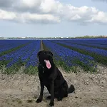 Luxe Met Omheinde Tuin Voor Hond En