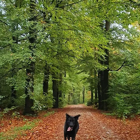 Luxe Met Omheinde Tuin Voor Hond En