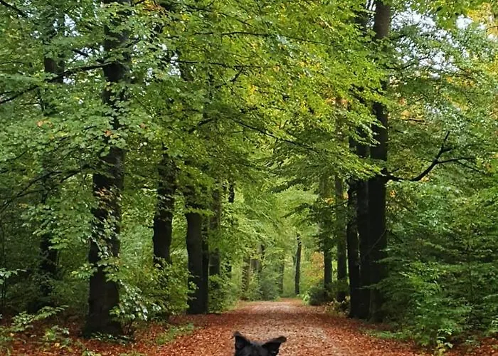 Luxe Zomerwoning Met Omheinde Tuin Voor Hond En