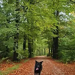 Luxe Met Omheinde Tuin Voor Hond En