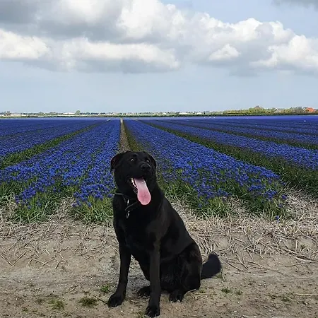 Luxe Met Omheinde Tuin Voor Hond En